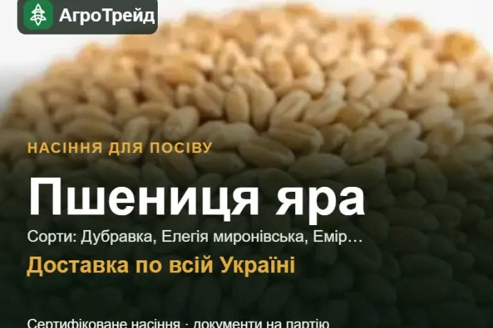 Продам насіння ярої пшениці- фото № 1