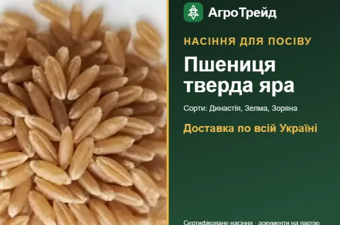 Продам насіння твердої ярої пшениці- фото № 1