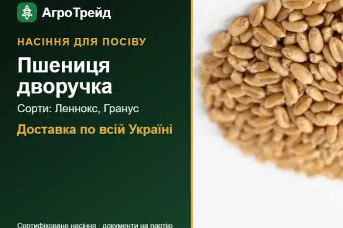 Продам насіння пшениці дворучки- фото № 1