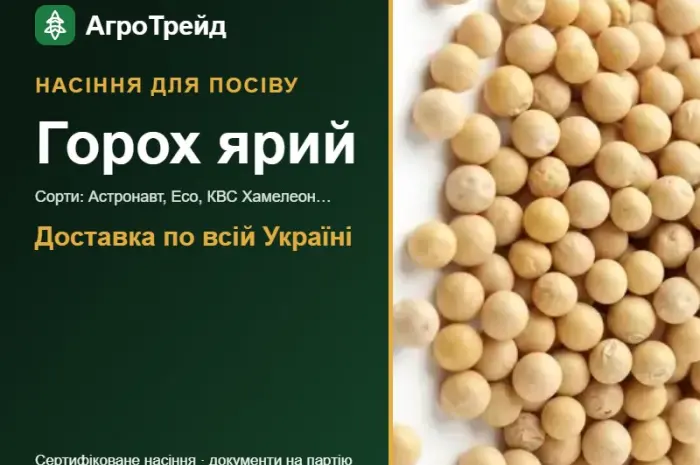 Продам насіння ярого гороху- фото № 1