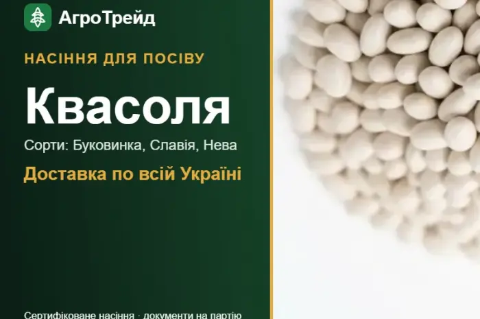 Продам насіння квасолі- фото № 1