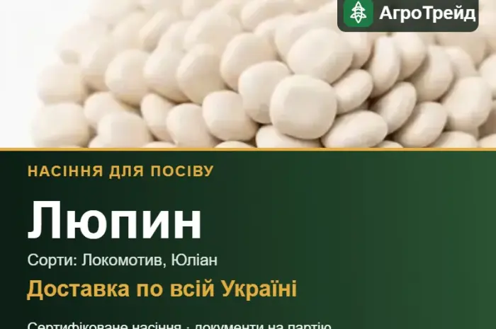 Продам насіння люпину- фото № 1