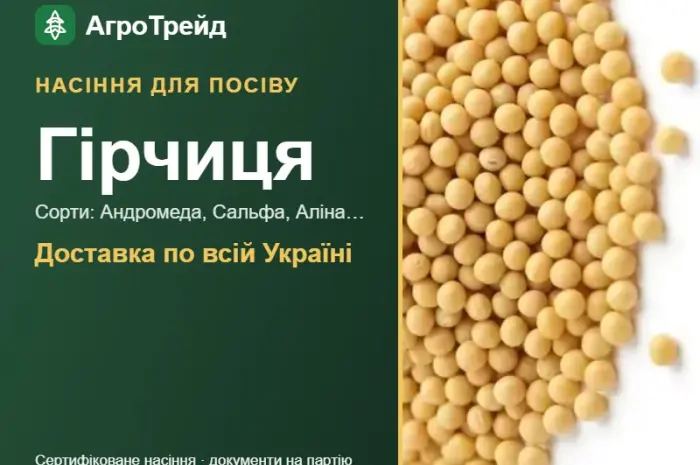 Продам насіння гірчиці- фото № 1