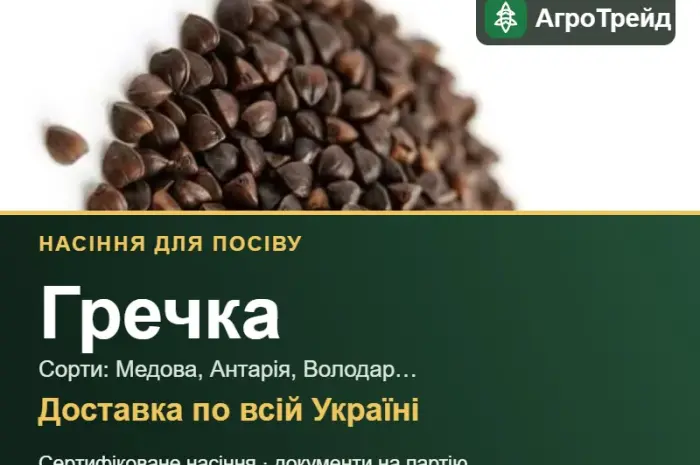 Продам насіння гречки- фото № 1