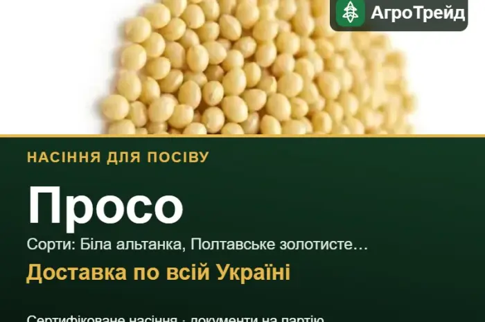 Продам насіння проса- фото № 1