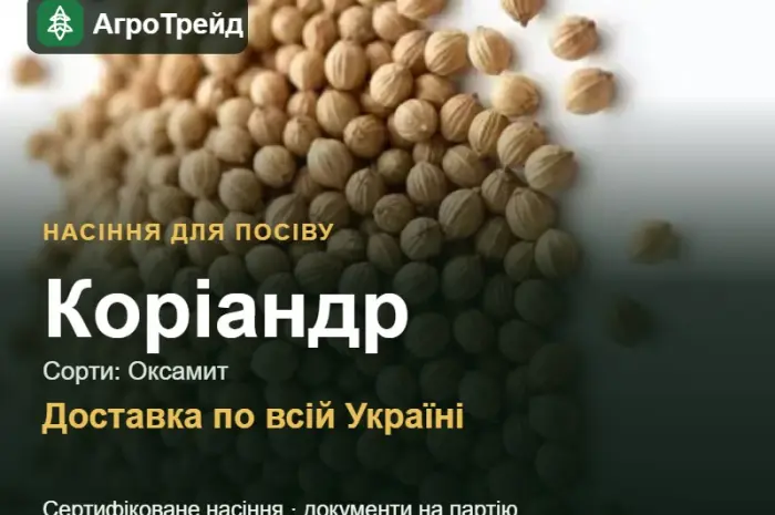 Продам насіння коріандру- фото № 1