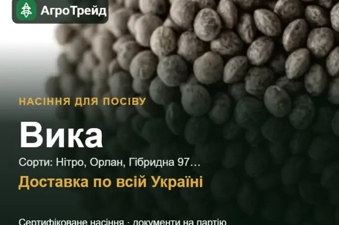 Продам насіння вики- фото № 1
