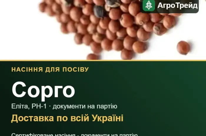 Продам насіння сорго- фото № 1
