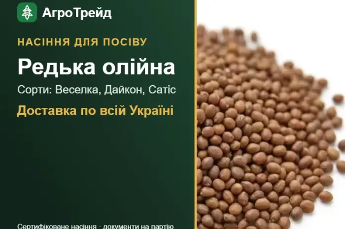 Продам насіння олійної редьки- фото № 1