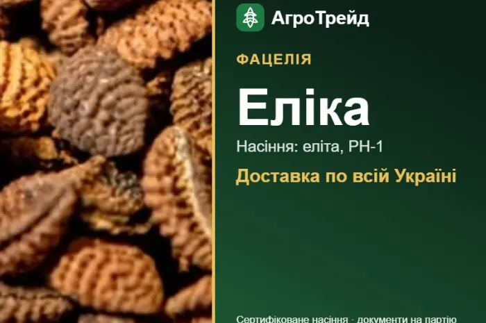 Фацелія Еліка- фото № 1