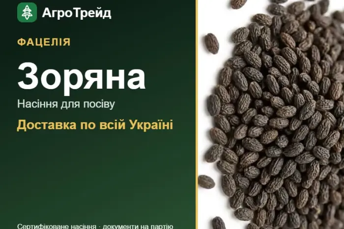 Купити насіння фацелії Зоряна- фото № 1