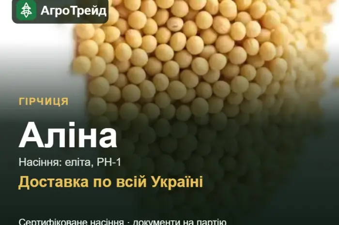 Продам насіння гірчиці Аліна- фото № 1
