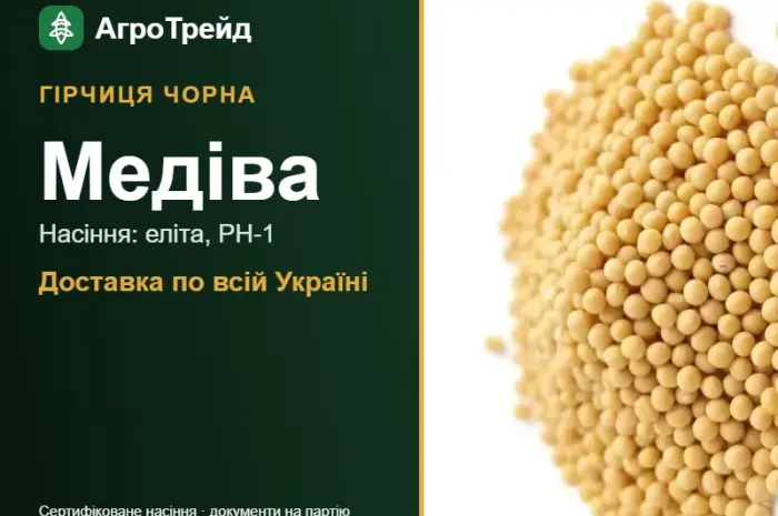 Продам насіння гірчиці чорної Медіва- фото № 1