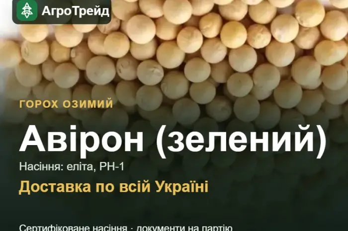 Авірон (зелений) — горох озимий, насіння- фото № 1
