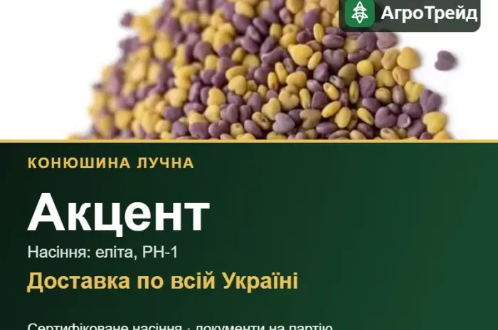 Купити насіння конюшини лучної Акцент- фото № 1