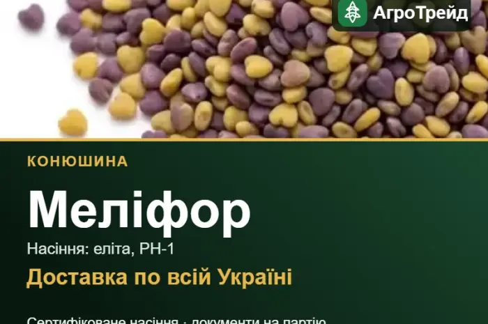 Конюшина Меліфор- фото № 1