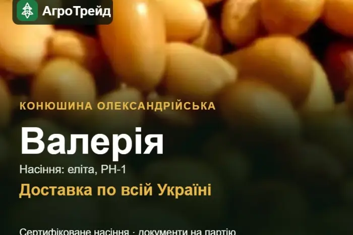 Валерія — конюшина олександрійська, насіння- фото № 1