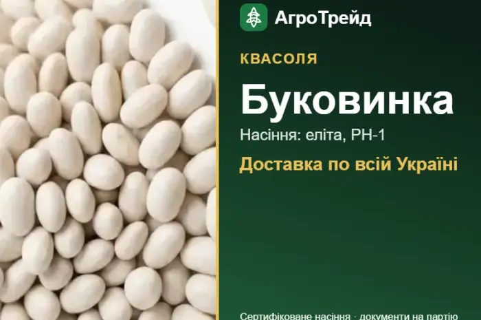 Квасоля Буковинка- фото № 1