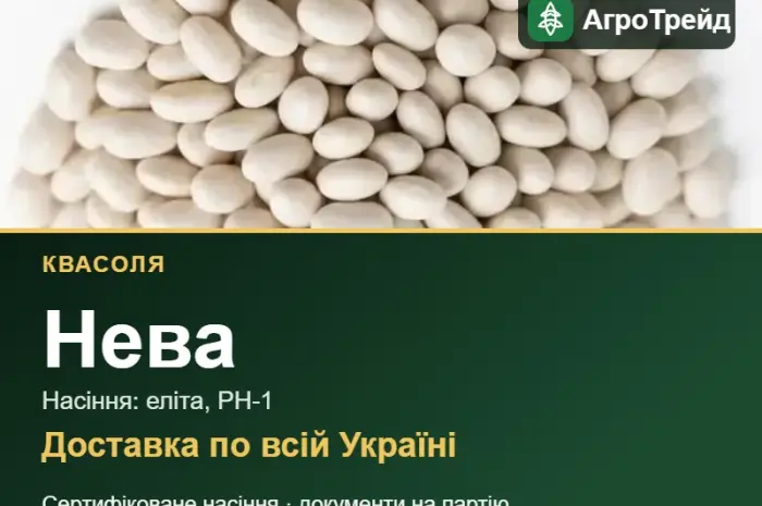Продам насіння квасолі Нева- фото № 1