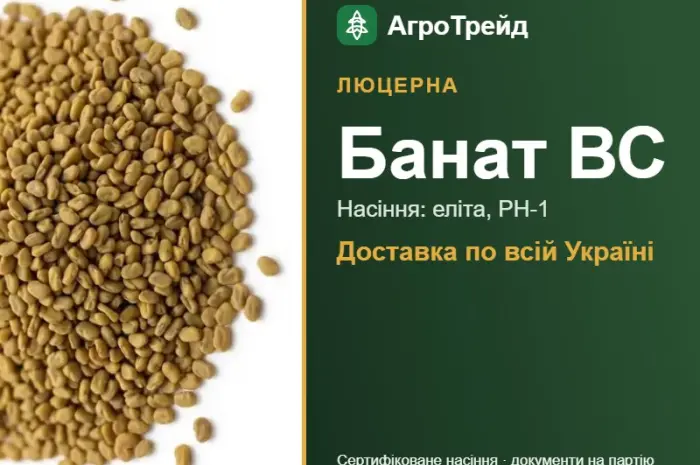 Люцерна Банат ВС- фото № 1