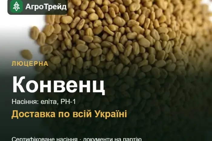 Люцерна Конвенц- фото № 1