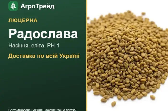 Купити насіння люцерни Радослава- фото № 1