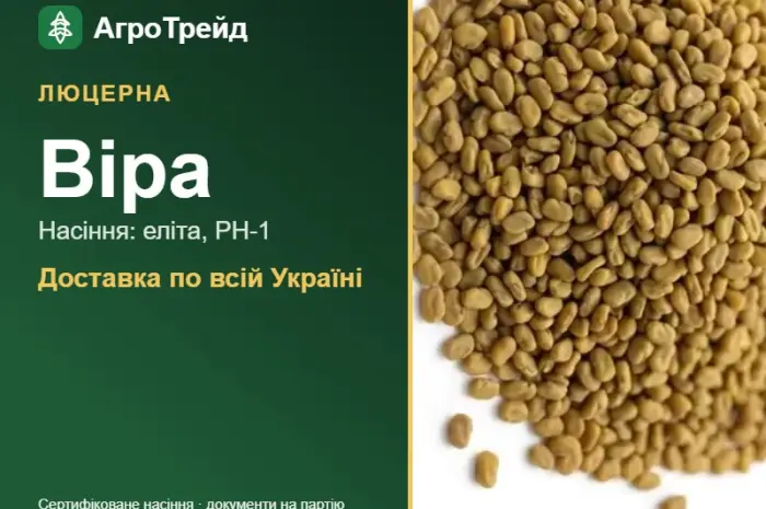 Продам насіння люцерни Віра- фото № 1