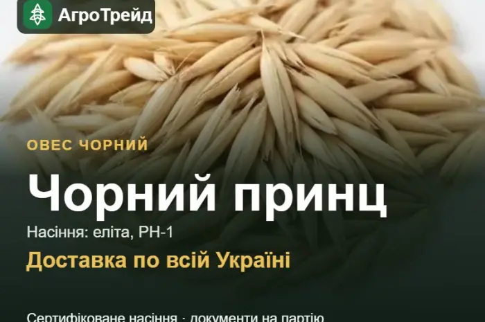 Продам насіння чорного вівса Чорний принц- фото № 1