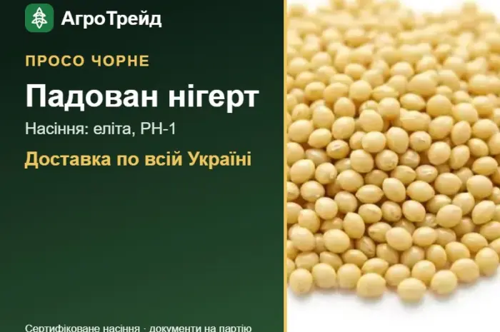 Продам насіння чорного проса Падован нігерт- фото № 1
