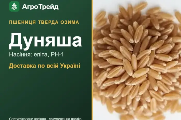 Насіння твердої озимої пшениці Дуняша- фото № 1