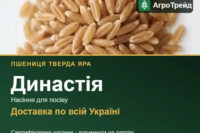 Династія — пшениця тверда яра, насіння- фото № 1