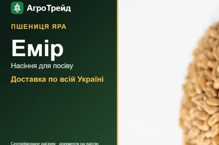 Продам насіння ярої пшениці Емір- фото № 1