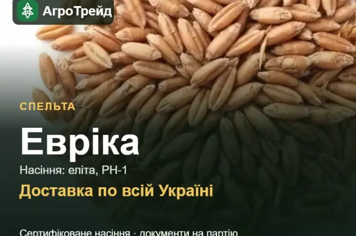 Продам насіння спельти Евріка- фото № 1