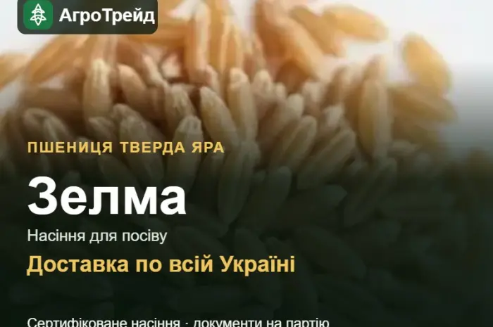 Зелма — пшениця тверда яра, насіння- фото № 1