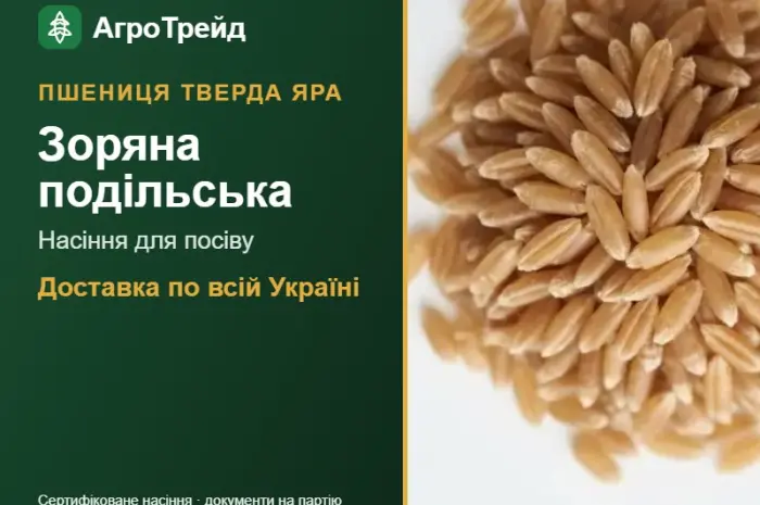 Насіння твердої ярої пшениці Зоряна подільська- фото № 1