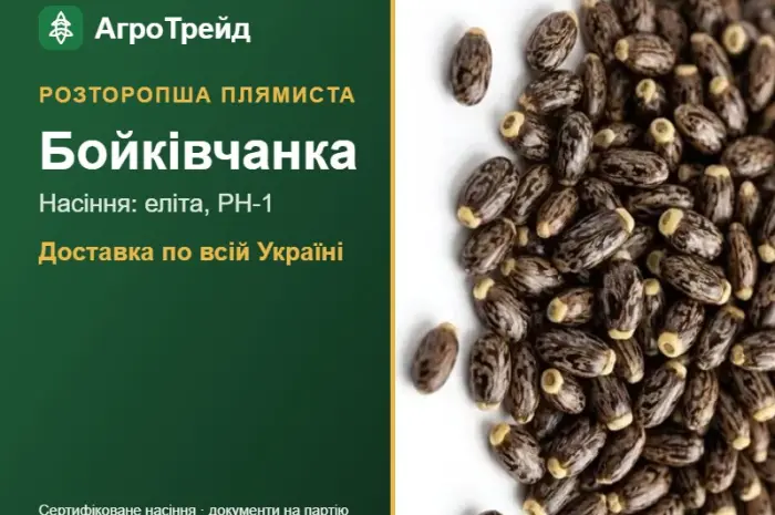 Розторопша плямиста Бойківчанка- фото № 1