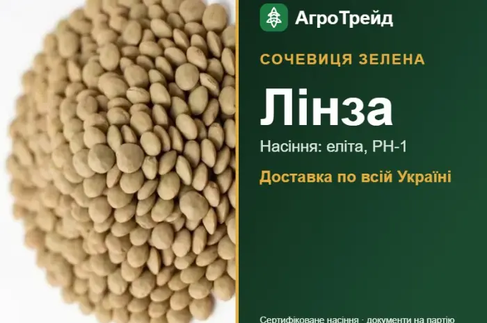 Лінза — сочевиця зелена, насіння- фото № 1