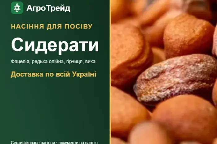 Продам сидерати: фацелія, редька, гірчиця- фото № 1