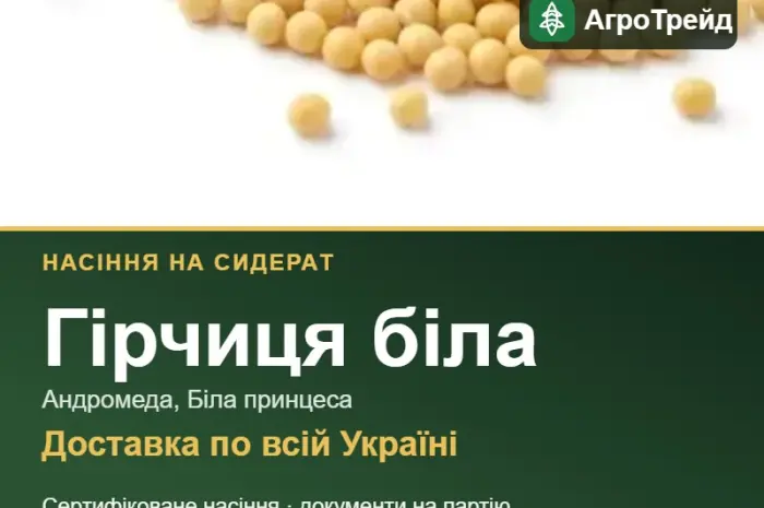 Гірчиця біла на сидерат — насіння- фото № 1