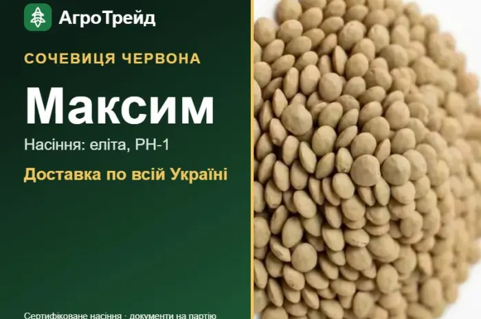 Сочевиця червона Максим- фото № 1