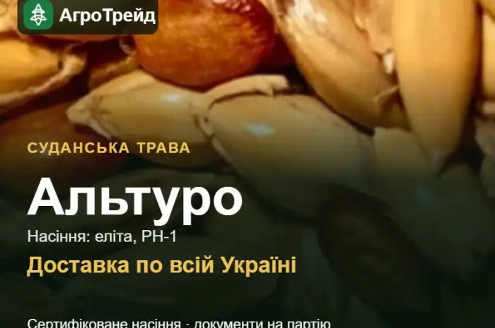Продам насіння суданської трави Альтуро- фото № 1
