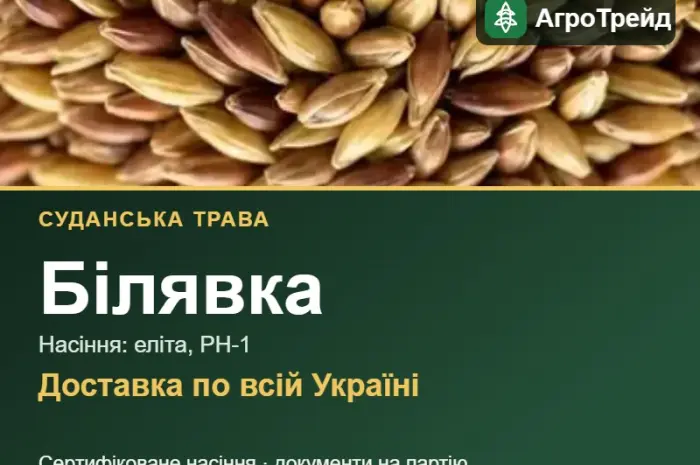 Білявка — суданська трава, насіння- фото № 1