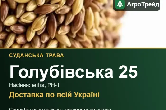 Насіння суданської трави Голубівська 25- фото № 1