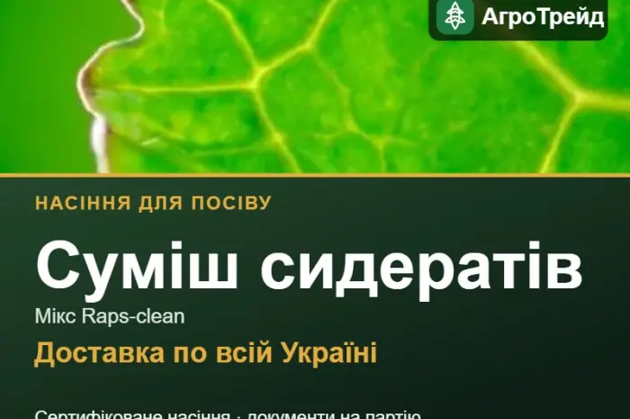 Суміш сидератів Мікс Raps-clean — насіння- фото № 1