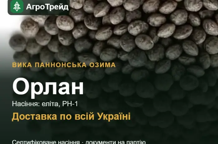 Орлан — вика паннонська озима, насіння- фото № 1