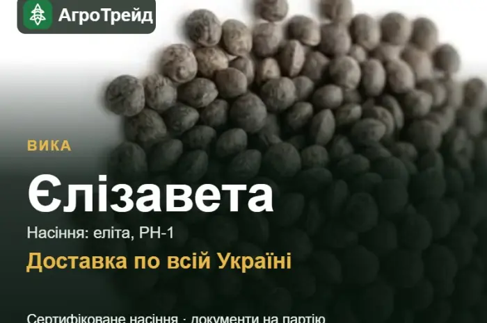 Купити насіння вики Єлізавета- фото № 1