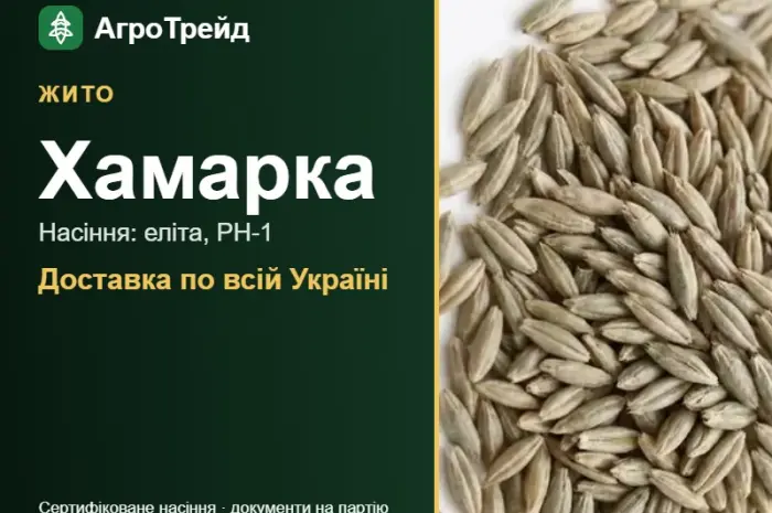 Продам насіння жита Хамарка- фото № 1