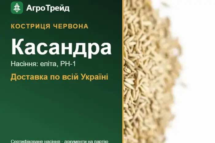 Купити насіння костриці червоної Касандра- фото № 1
