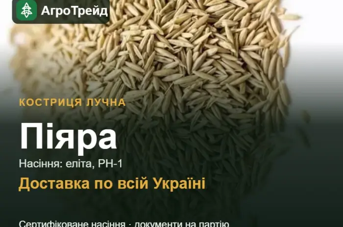 Купити насіння костриці лучної Піяра- фото № 1
