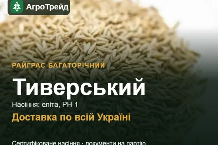 Купити насіння райграсу багаторічного Тиверський- фото № 1